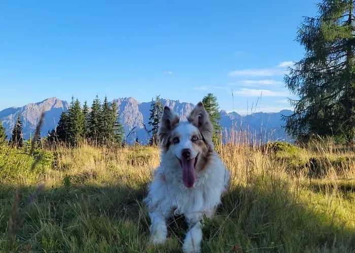 Steiner's Apartament